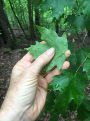 Acer leucoderme