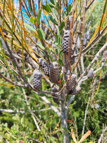 Allocasuarina distyla observed 2026-10-04