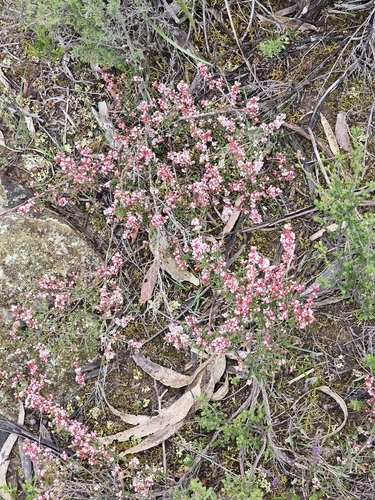 Micromyrtus ciliata, 2026-10-03