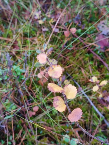 Betula nana observed 2026-10-04