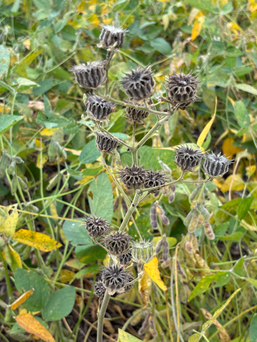 velvetleaf