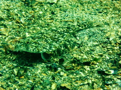 Citharichthys stigmaeus