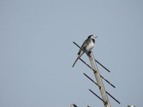 Pied Wagtail