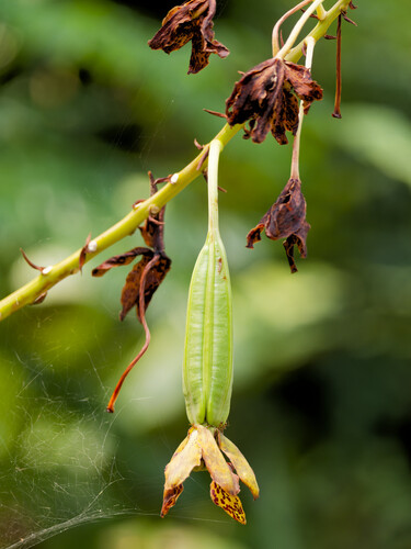 Grammatophyllum observed 2026-09-10