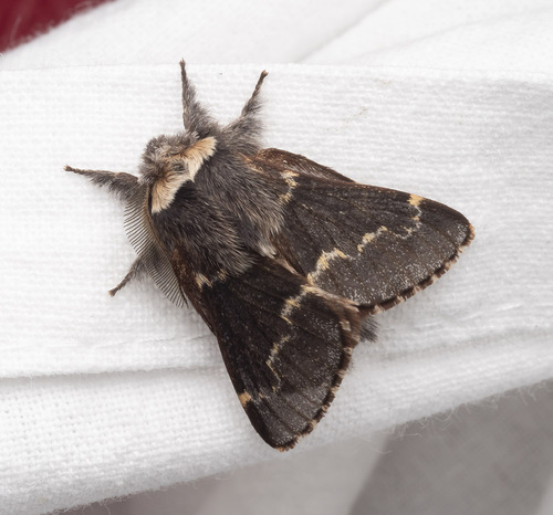 December Moth