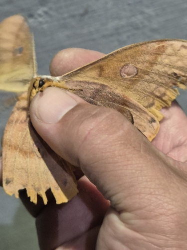 Japanese Silk Moth