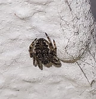 Walnut Orbweaver