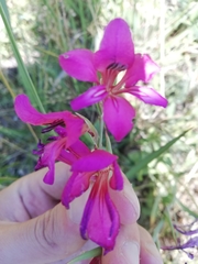 Gladiolus communis byzantinus