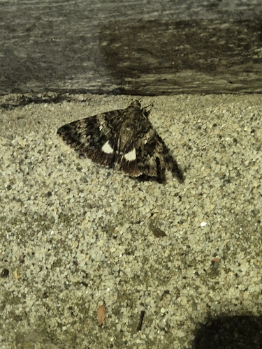 Catocala actaea
