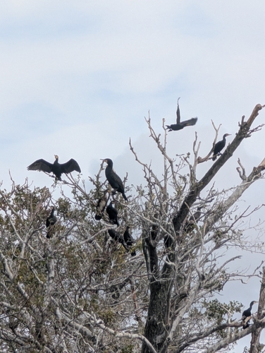 Great Cormorant