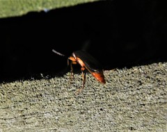 Selonodon