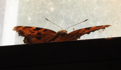 Large Tortoiseshell