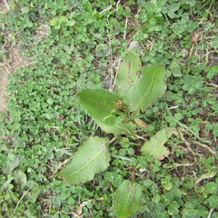 Rumex nepalensis