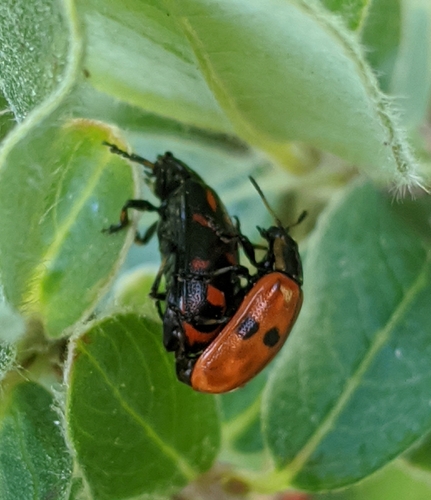 Willow Leaf Beetle (Chrysomela aeneicollis) photo 5
