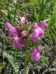 Pedicularis gyroflexa