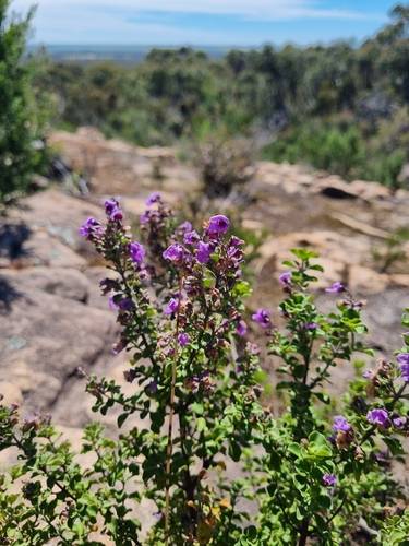 Prostanthera rotundifolia observed 2026-10-04