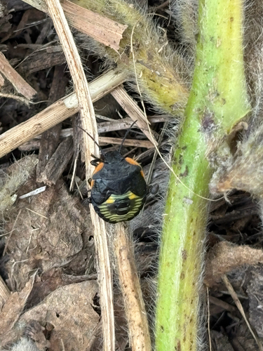 Green Stink Bug