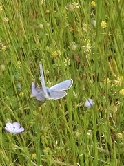 Icaricia icarioides fenderi