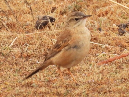 iNaturalist image