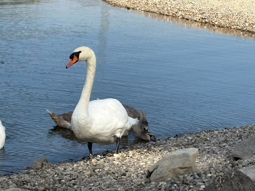 Mute Swan