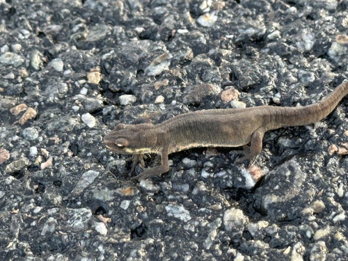 Smooth Newt