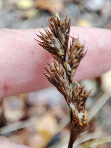 Carex leporina, 2026-10-04