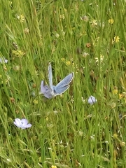 Icaricia icarioides fenderi