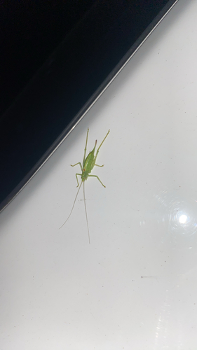 Southern Oak Bush-cricket