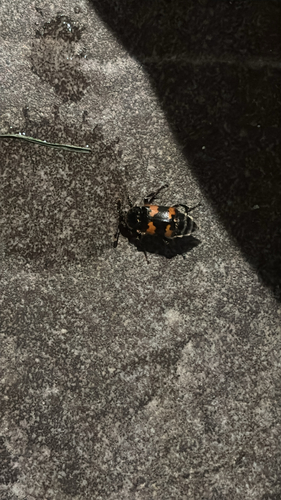 Vespillo Burying Beetle