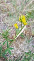 Medicago falcata