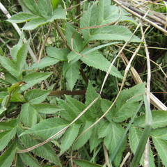 Sambucus adnata