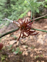 Exobasidium parvifolii