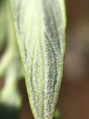 Monardella hypoleuca hypoleuca