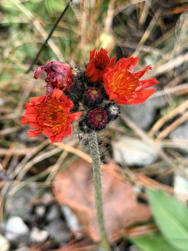 orange hawkweed