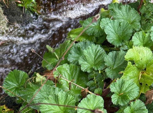 Large-leaved Avens