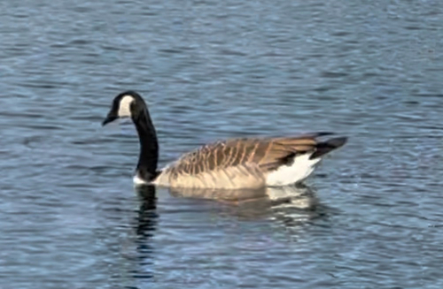 Canada Goose