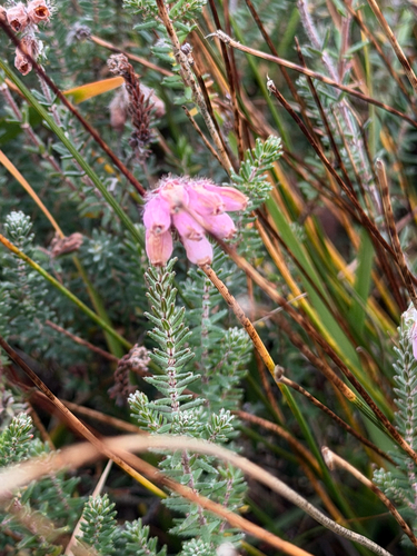 Cross-leaved Heath