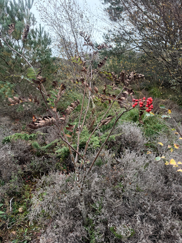 European mountain ash