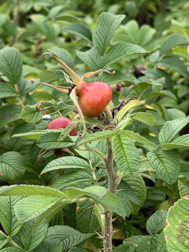 rugosa rose