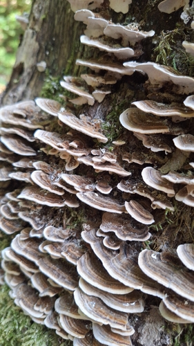 turkey-tail