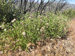 Monardella hypoleuca hypoleuca