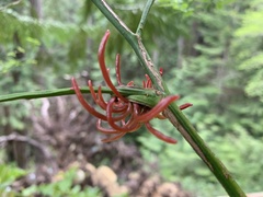 Exobasidium parvifolii