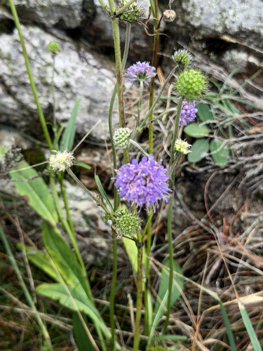 Devil's-bit Scabious