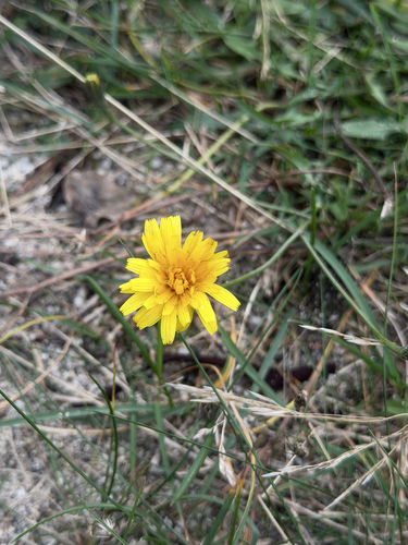 Autumn Hawkbit