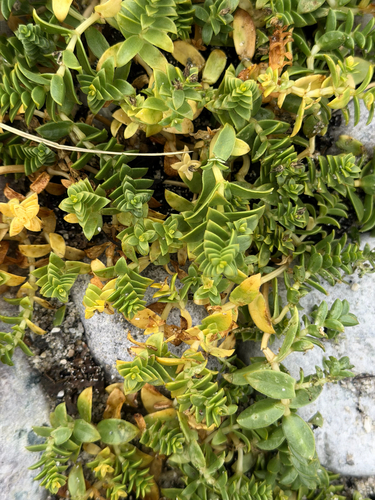 Sea Sandwort