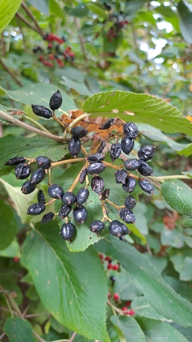 Wayfaring-tree