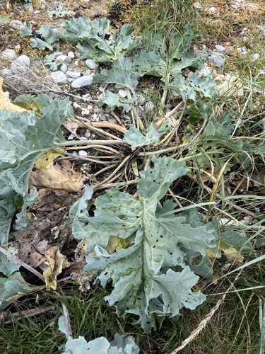 sea kale