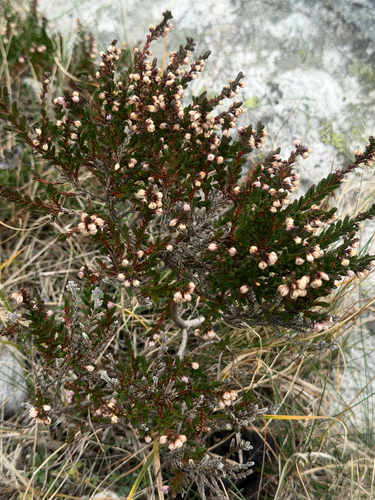 common heather