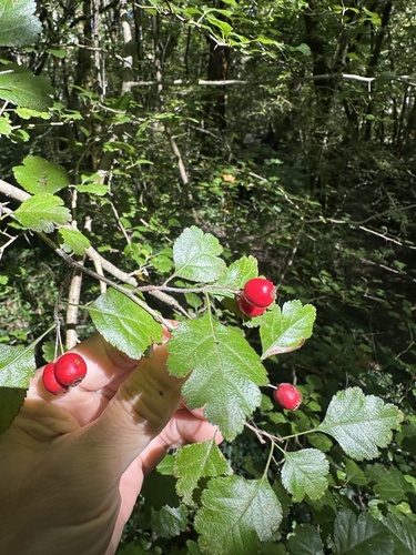 midland hawthorn