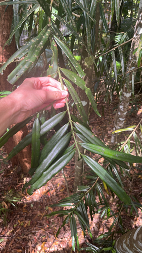 Podocarpus grayae observed 2026-10-03